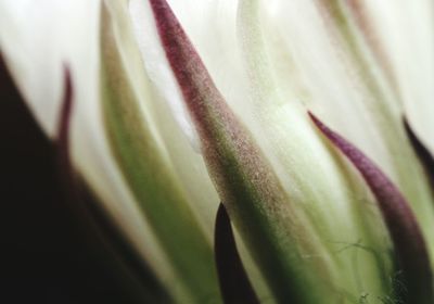 Close-up of flowers