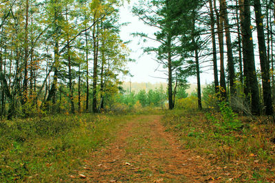 Trees growing in forest