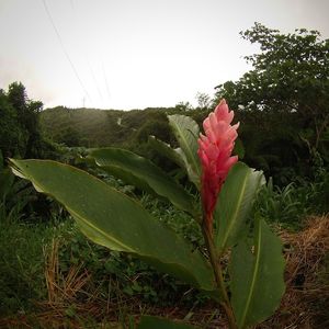 Close-up of plant against sky