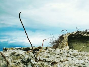 Low angle view of plants against cloudy sky