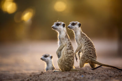 Three Meerkats