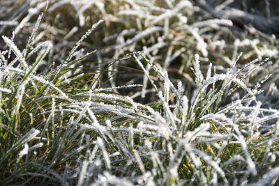 Close-up of spider web on field