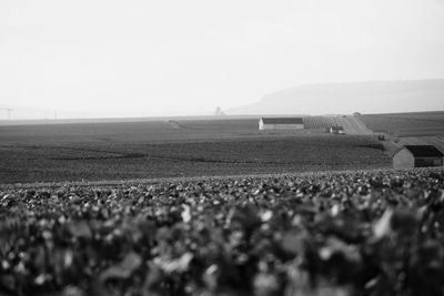 Scenic view of field against clear sky