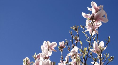 Low angle view of white flowers blooming against clear blue sky