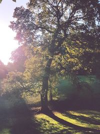 Trees on sunny day