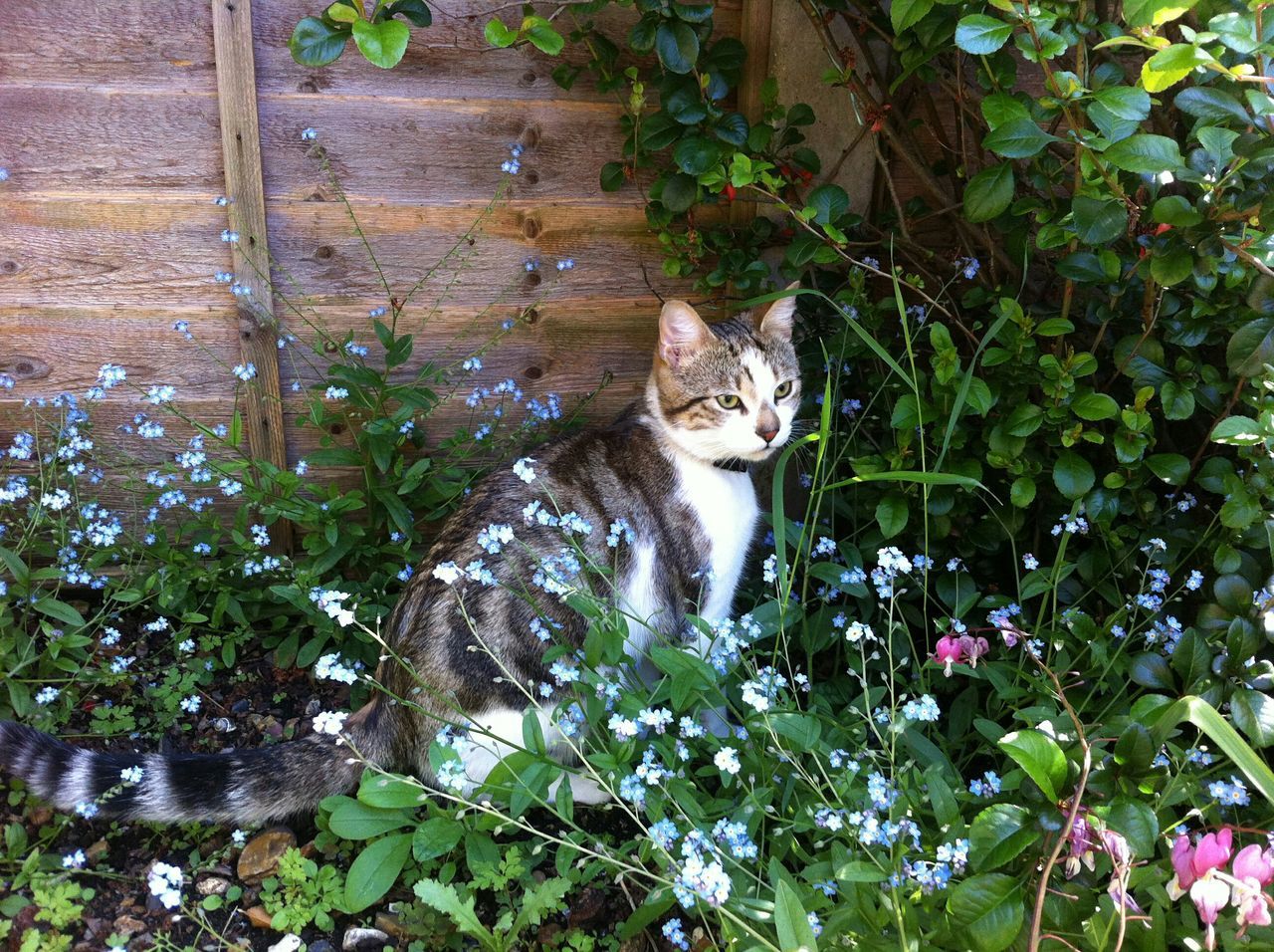 one animal, animal themes, pets, domestic cat, mammal, cat, plant, domestic animals, feline, growth, leaf, flower, whisker, sitting, portrait, nature, looking at camera, front or back yard, outdoors, high angle view