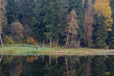 Scenic view of lake in forest
