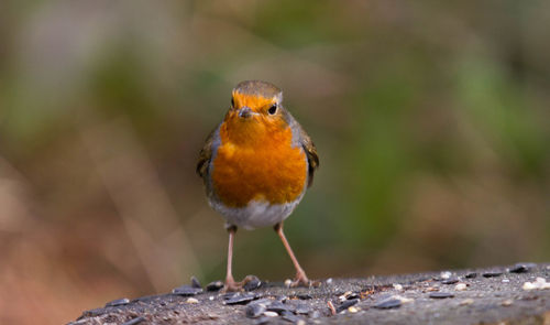 Close-up of robin perching outdoors