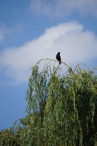 Low angle view of bird perching on branch against sky