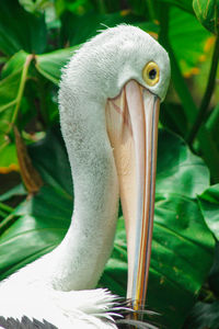 Close-up of a bird