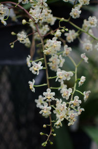 Close-up of white flowers blooming on tree