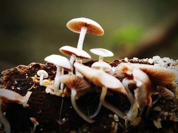 Close-up of mushrooms growing on field