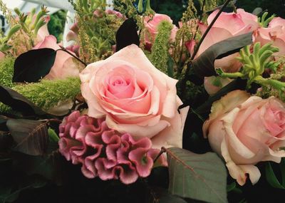 Close-up of pink rose