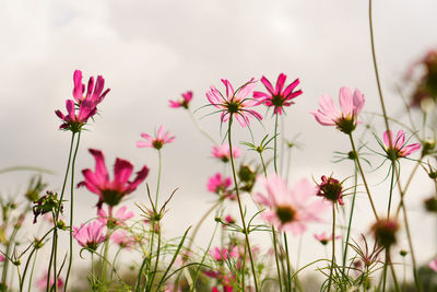 Pink and purple cosmos hybrid are going to wilt in blur background under cloudy white sky
