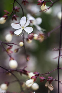 Close-up of white flowers blooming on tree