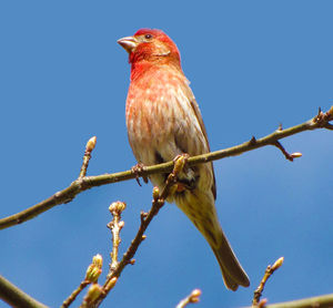 Low angle view of birds perching on branch against blue sky