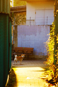 Dog in a building