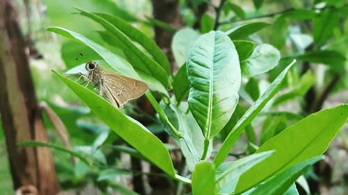 Close-up of insect on leaf