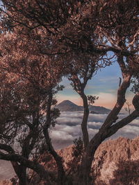 Trees against sky