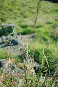 Close-up of lizard on grass