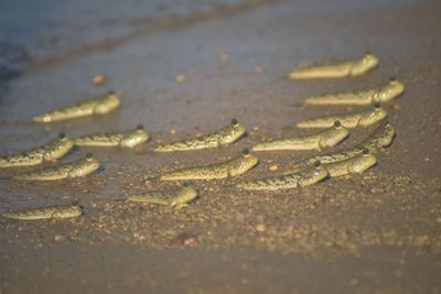 Full frame shot of wet sand