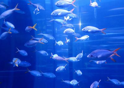 Flock of fish swimming in aquarium