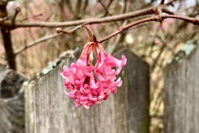 Close-up of pink cherry blossom on tree
