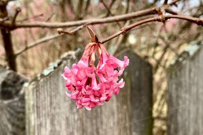 Close-up of pink cherry blossom on tree