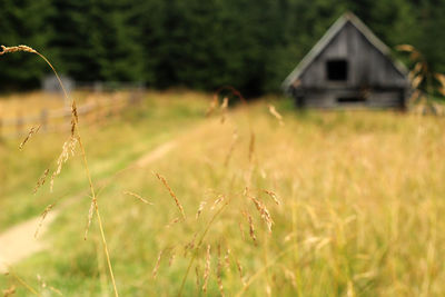 Close-up of grass on field