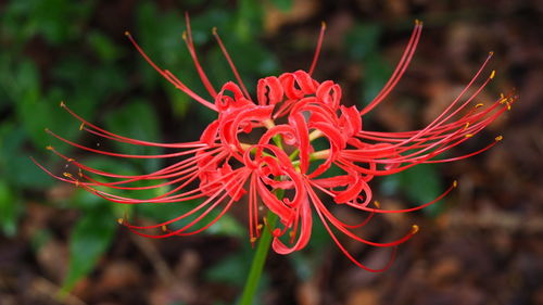 Close-up of red flowering plant