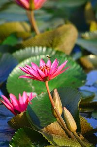 Close-up of lotus water lily