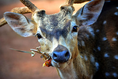 Close-up portrait of an animal