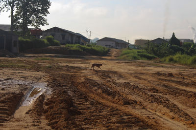 View of a dog on a land