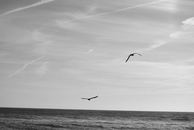 Bird flying over sea against sky