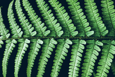 Beautiful perfect natural fern leaves on black background green natural concept life growth concept