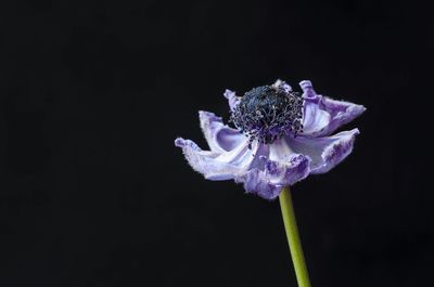 Close-up of purple flower against black background