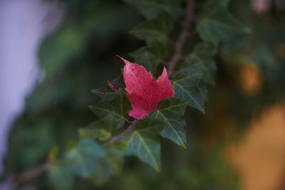 Close-up of pink rose on leaves