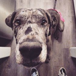 Close-up portrait of dog