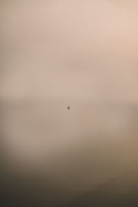 Low angle view of bird flying in sky