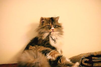 Portrait of cat relaxing against wall