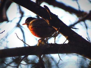 Low angle view of birds on branch