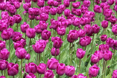 Close-up of pink tulips in field