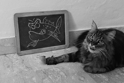 Cat sitting on floor