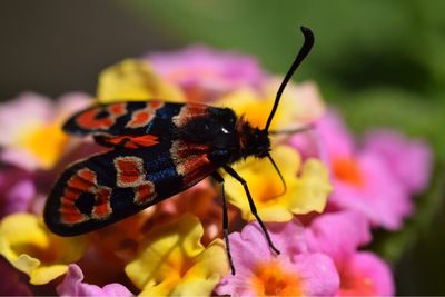 Close-up of butterfly pollinating on purple flower