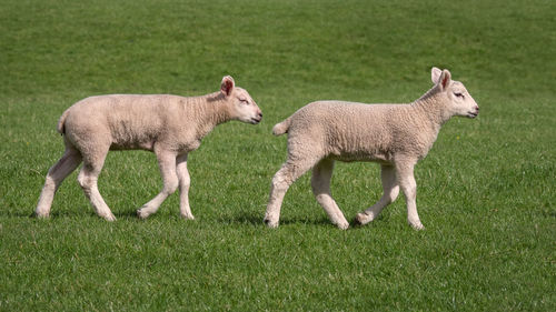 Two young lambs walking across a field in yorkshire on a sunny day