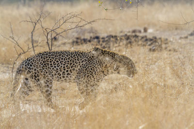 Leopard walking on land