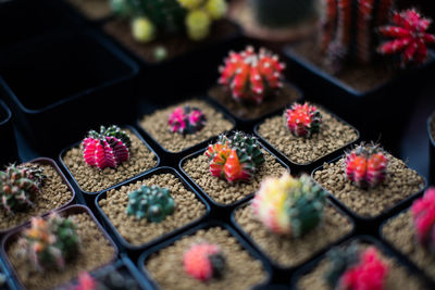 Full frame shot of potted plant for sale