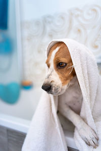 Dog wrapped in towel in bathtub