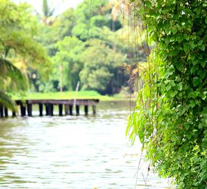 Scenic view of river amidst trees
