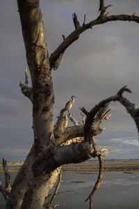 Bare trees against sky